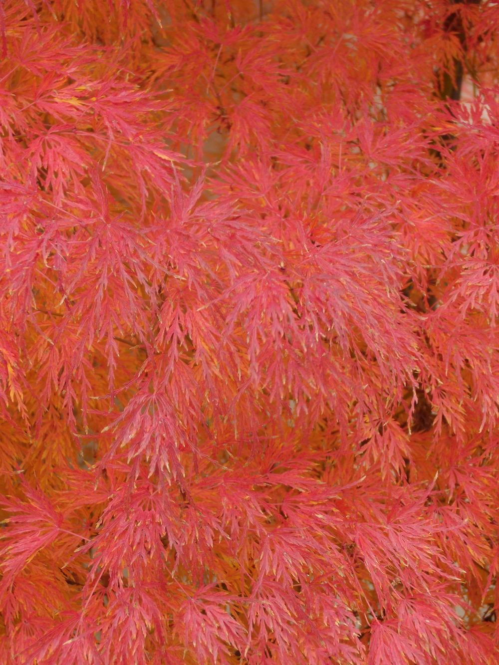 Photo of Japanese Maple (Acer palmatum) uploaded by Betja