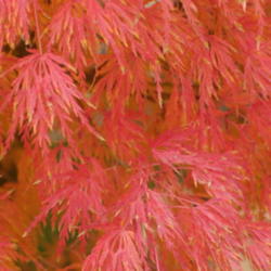 Location: My sister's garden in Bakersfield, CA
Date: Dec. 2, 2011
Great fall color for Bakersfield!