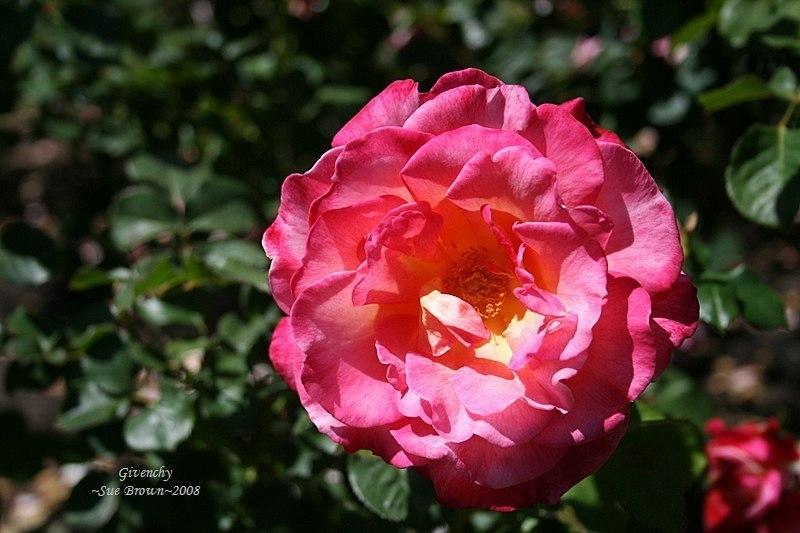 Photo of Rose (Rosa 'Givenchy') uploaded by Calif_Sue