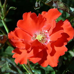 Location: San Jose Heritage Rose Garden
Date: 2008-05-20