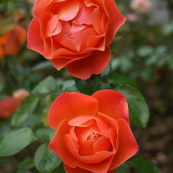 Location: San Jose Heritage Rose Garden
Date: 2007-10-31
