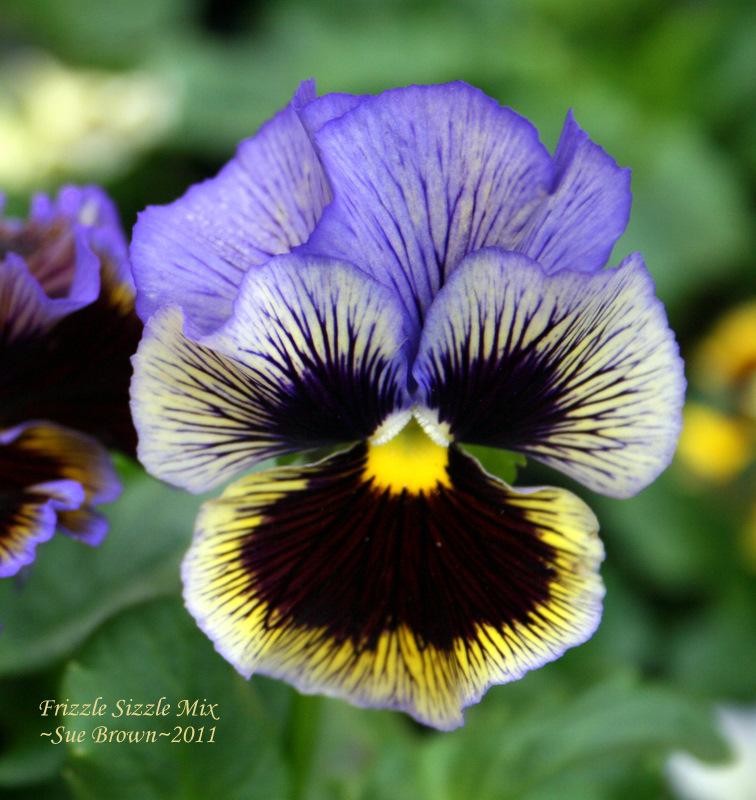 Photo of Violet (Viola cornuta 'Frizzle Sizzle Mix') uploaded by Calif_Sue