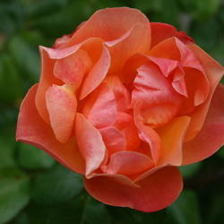 Location: San Jose Heritage Rose Garden
Date: 2007-10-31