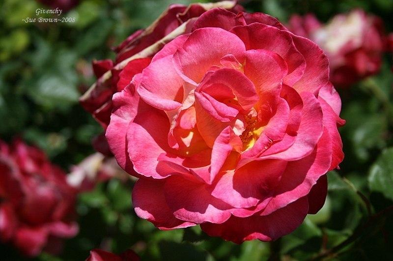 Photo of Rose (Rosa 'Givenchy') uploaded by Calif_Sue