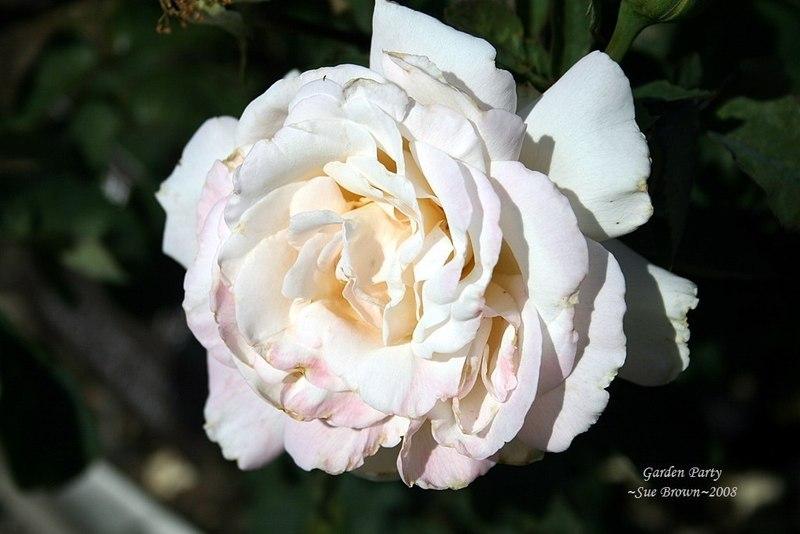 Photo of Hybrid Tea Rose (Rosa 'Garden Party') uploaded by Calif_Sue