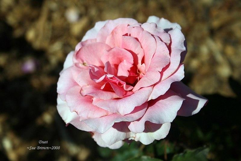 Photo of Rose (Rosa 'Duet') uploaded by Calif_Sue