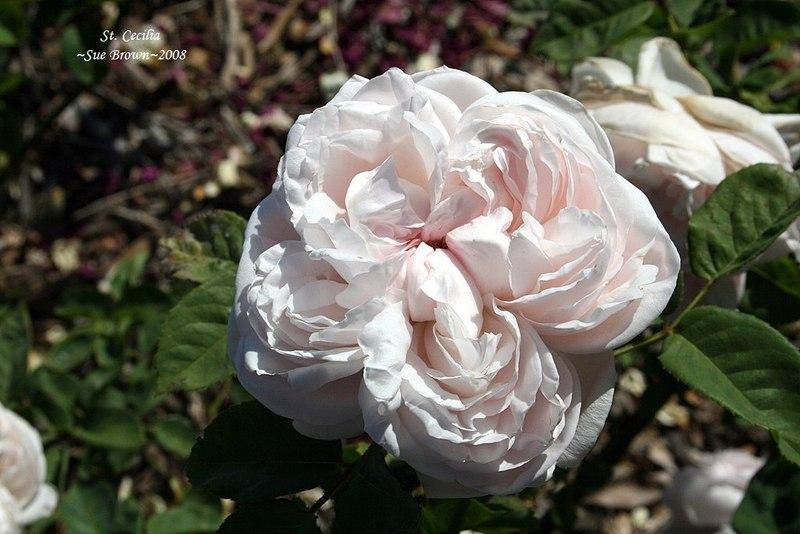 Photo of Rose (Rosa 'St. Cecilia') uploaded by Calif_Sue