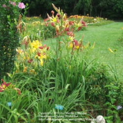 Location: Valley of the Daylilies in Lebanon, OH. Home of Dan (hybridizer) and Jackie Bachman
Date: 2006-07-05
Look at all those buds and flowers!