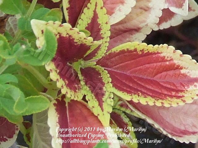 Photo of Coleus (Coleus scutellarioides 'Defiance') uploaded by Marilyn