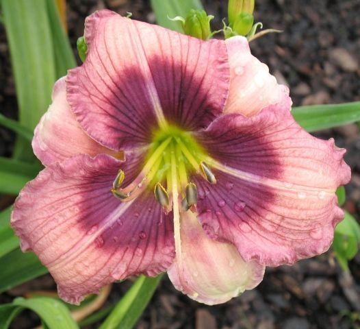 Photo of Daylily (Hemerocallis 'Handsome Dylan') uploaded by vic