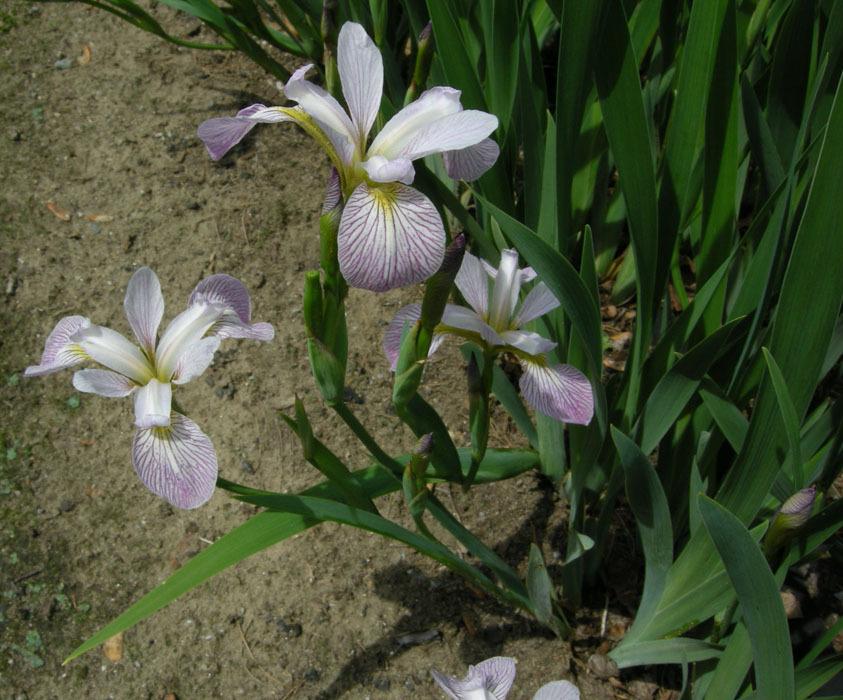 Photo of Species Iris (Iris versicolor 'Candystriper') uploaded by Calif_Sue
