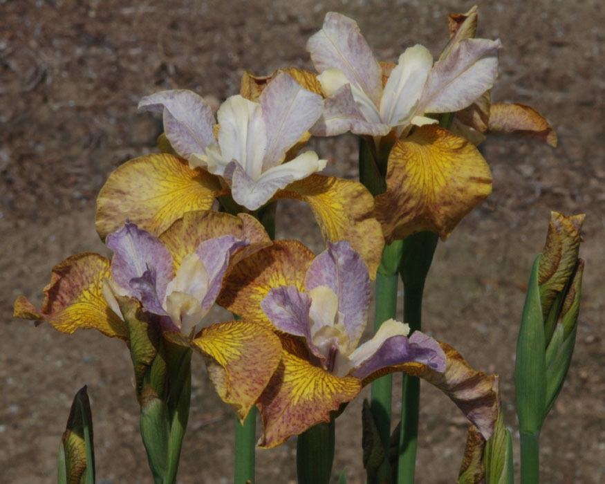 Photo of Siberian Iris (Iris 'Ginger Twist') uploaded by Calif_Sue