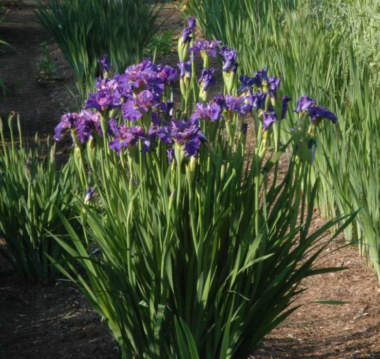 Photo of Siberian Iris (Iris 'Bells and Whistles') uploaded by Calif_Sue