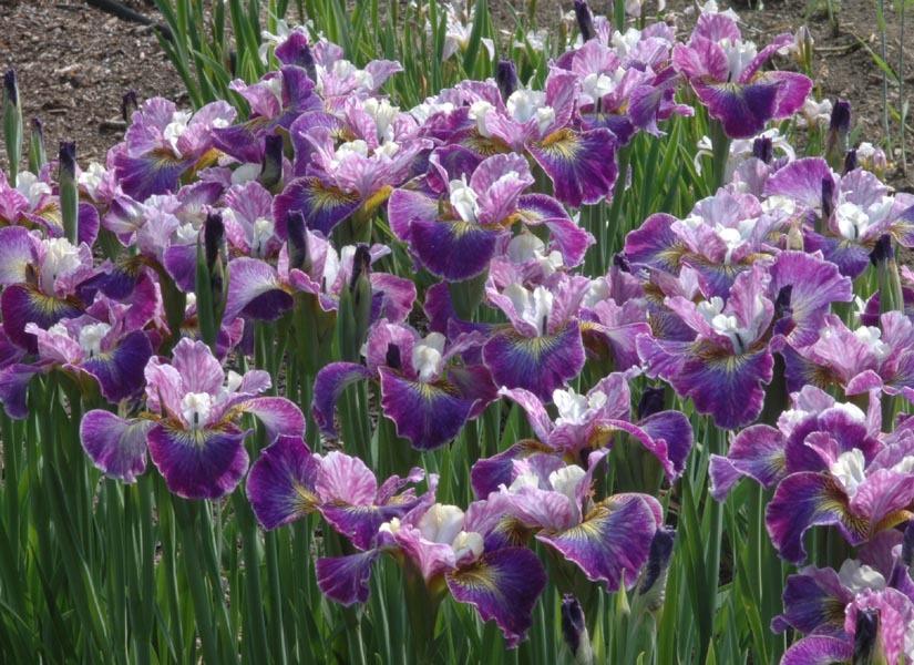 Photo of Siberian Iris (Iris 'Charming Billy') uploaded by Calif_Sue