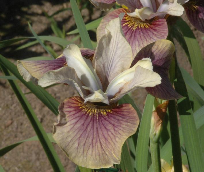 Photo of Siberian Iris (Iris 'At the Crossroads') uploaded by Calif_Sue