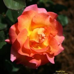 Location: San Jose Heritage Rose Garden
Date: 2008-05-10