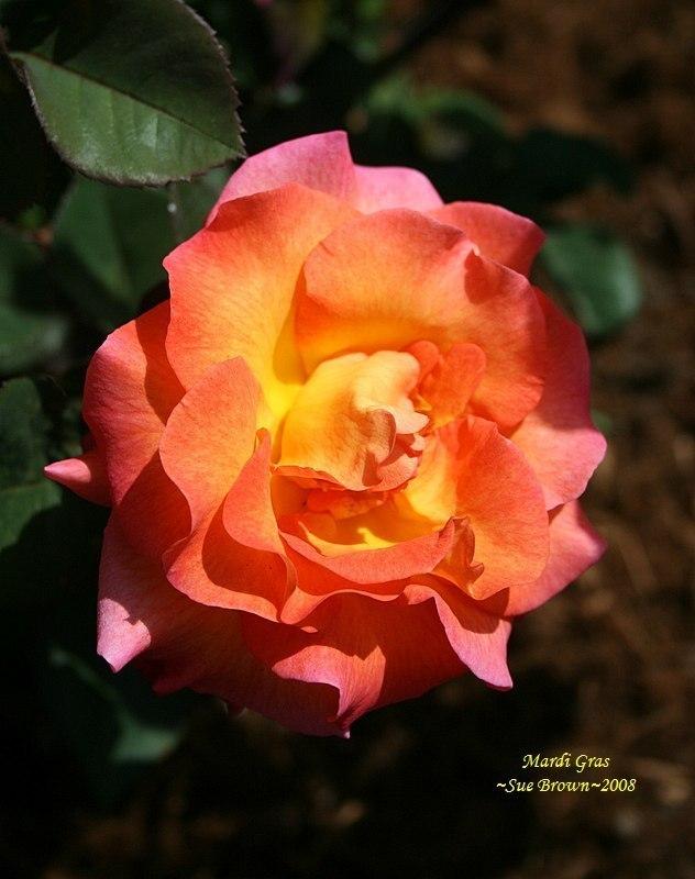 Photo of Rose (Rosa 'Mardi Gras') uploaded by Calif_Sue