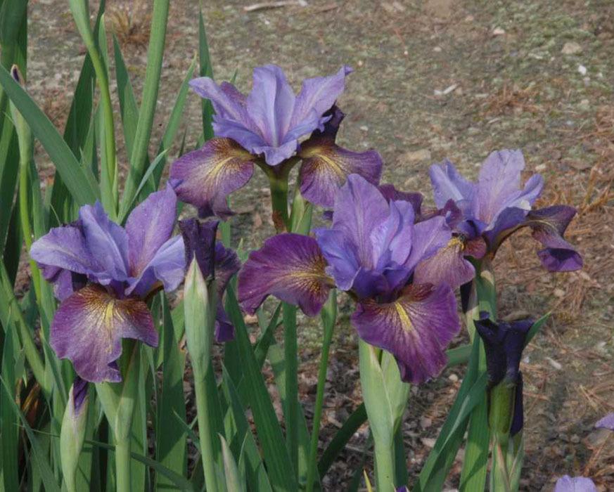 Photo of Siberian Iris (Iris 'Drowsy Maggie') uploaded by Calif_Sue