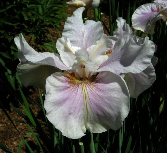 Photo of Siberian Iris (Iris 'Fond Kiss') uploaded by Calif_Sue