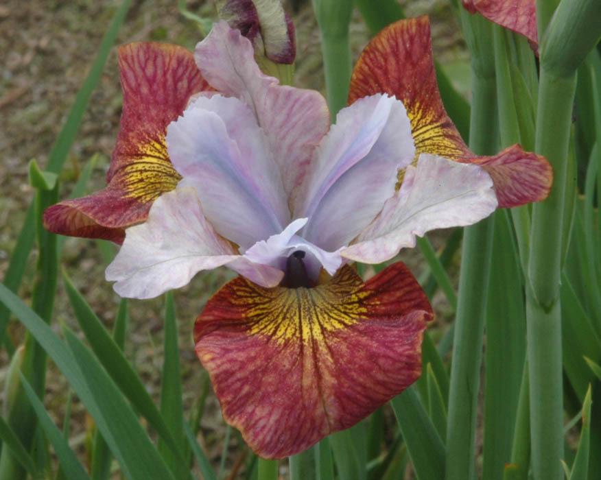 Photo of Siberian Iris (Iris 'Hot Sketch') uploaded by Calif_Sue