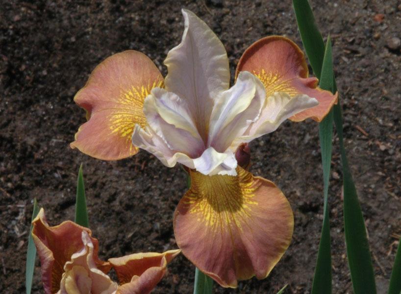 Photo of Siberian Iris (Iris 'Cinnamon Sugar') uploaded by Calif_Sue