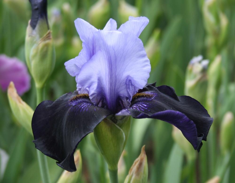 Photo of Tall Bearded Iris (Iris 'Dangerous Mood') uploaded by KentPfeiffer