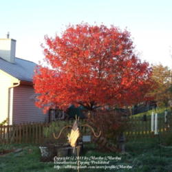 Location: Northern KY
Date: 2009-11-01
My next door neighbor's tree looking from our patio.  Early morni