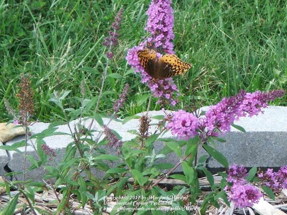 Photo of Butterfly Bush (Buddleja davidii English Butterfly™ Purple Emperor) uploaded by Marilyn