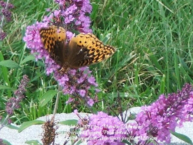 Photo of Butterfly Bush (Buddleja davidii English Butterfly™ Purple Emperor) uploaded by Marilyn