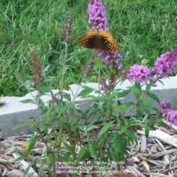 Location: My garden in Kentucky
Date: 2006-09-25
