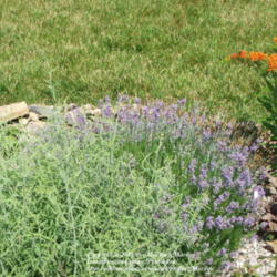 Location: My garden in Kentucky
Date: 2006-06-13