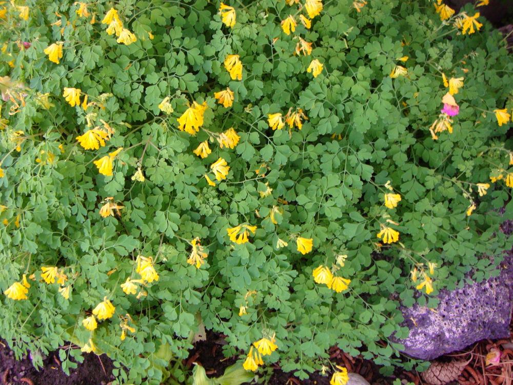 Photo of Yellow Corydalis (Pseudofumaria lutea) uploaded by Paul2032