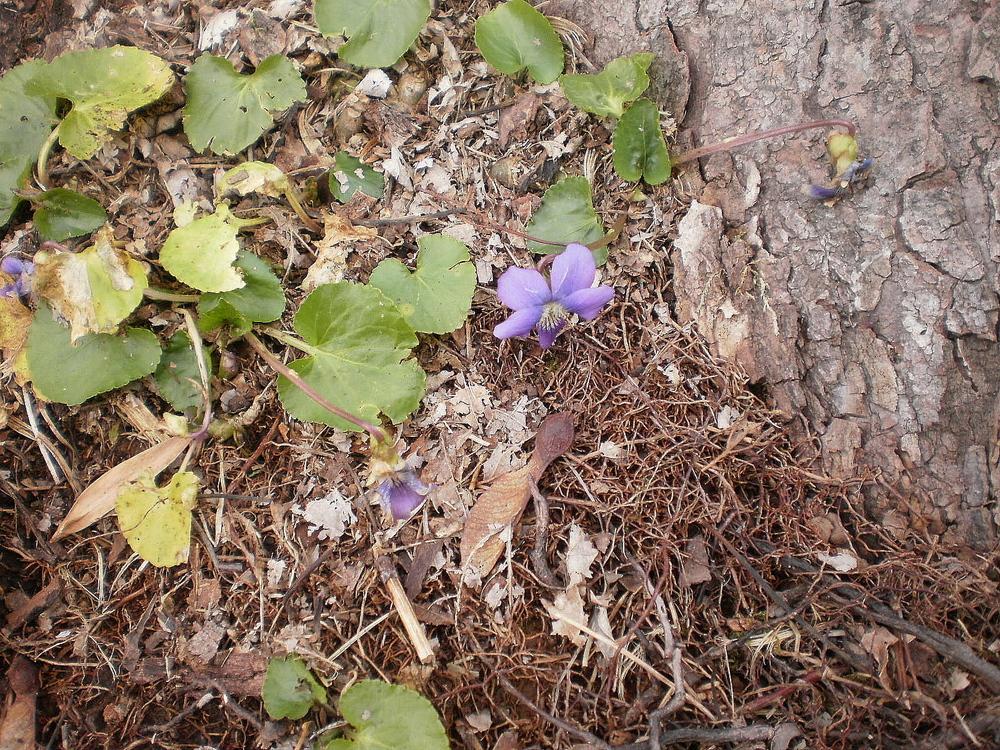 Photo of Common Blue Violet (Viola sororia) uploaded by SongofJoy
