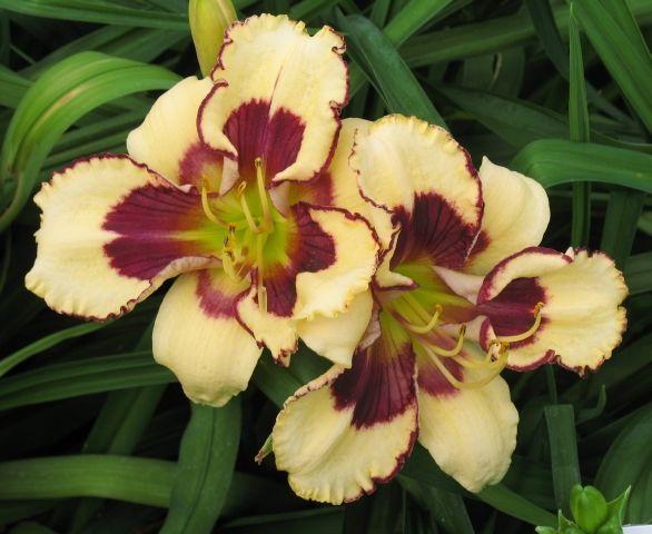 Photo of Daylily (Hemerocallis 'In a Tizzy') uploaded by vic
