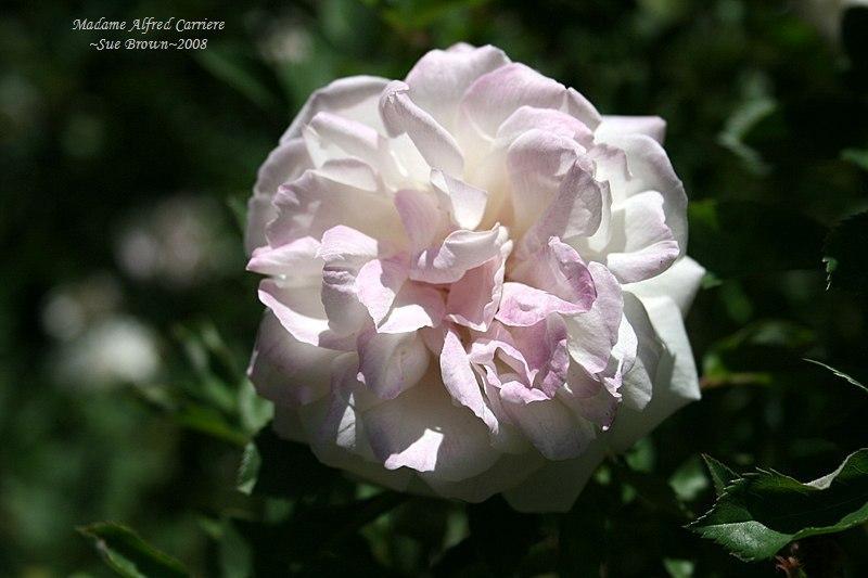 Photo of Rose (Rosa 'Madame Alfred Carriere') uploaded by Calif_Sue
