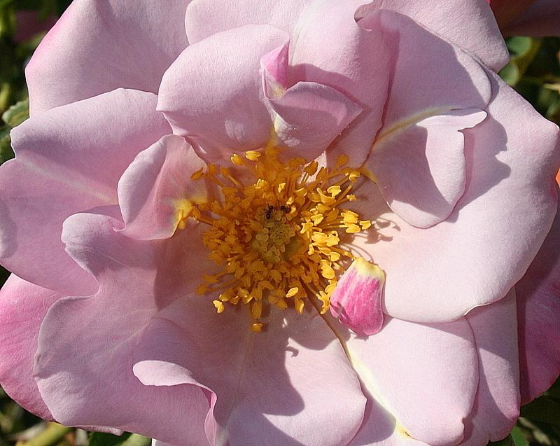Photo of Rose (Rosa 'Blueberry Hill') uploaded by Calif_Sue