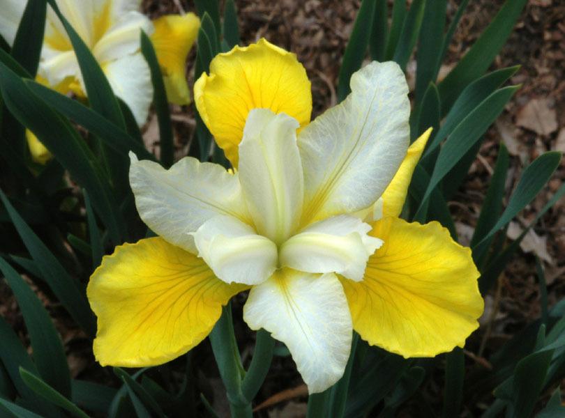 Photo of Siberian Iris (Iris 'My Little Sunshine') uploaded by Calif_Sue