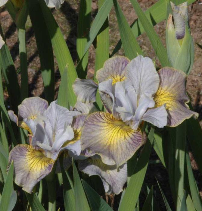 Photo of Siberian Iris (Iris 'Sun Comes Up') uploaded by Calif_Sue