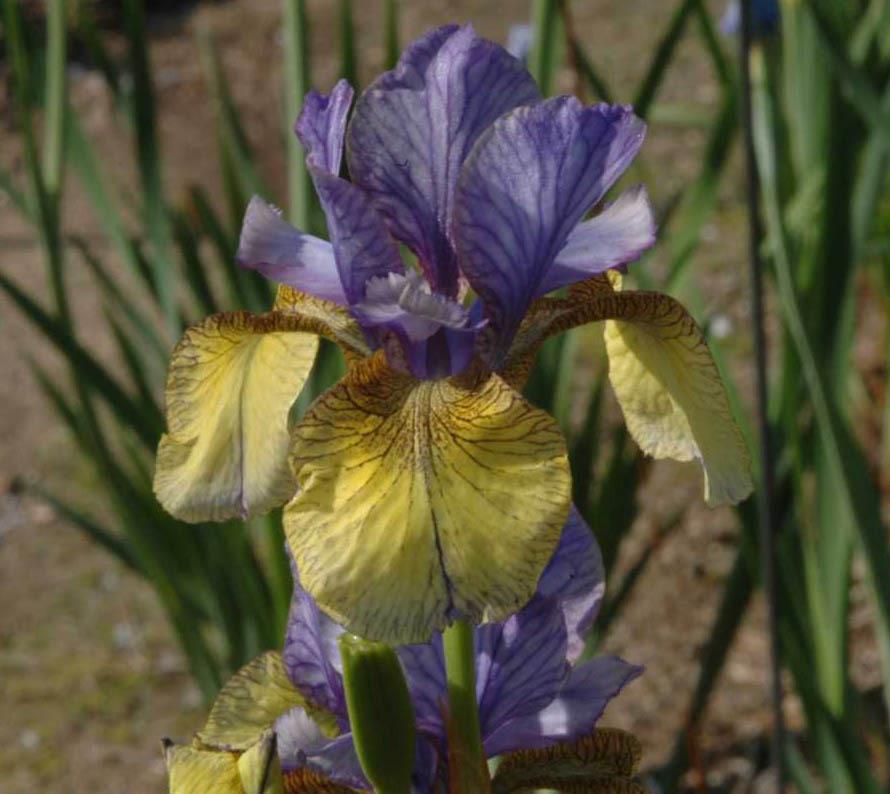 Photo of Siberian Iris (Iris 'So Van Gogh') uploaded by Calif_Sue