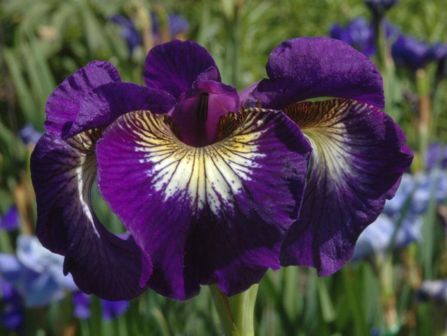 Photo of Siberian Iris (Iris 'Tall Dark and Handsome') uploaded by Calif_Sue