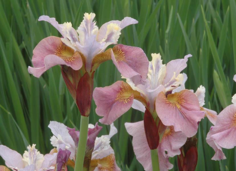 Photo of Siberian Iris (Iris 'Sweets of May') uploaded by Calif_Sue