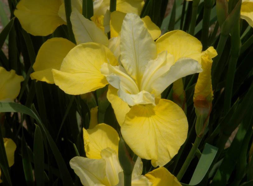 Photo of Siberian Iris (Iris 'Tree of Songs') uploaded by Calif_Sue