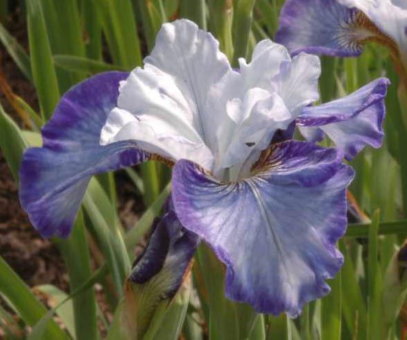 Photo of Siberian Iris (Iris 'Turn a Phrase') uploaded by Calif_Sue