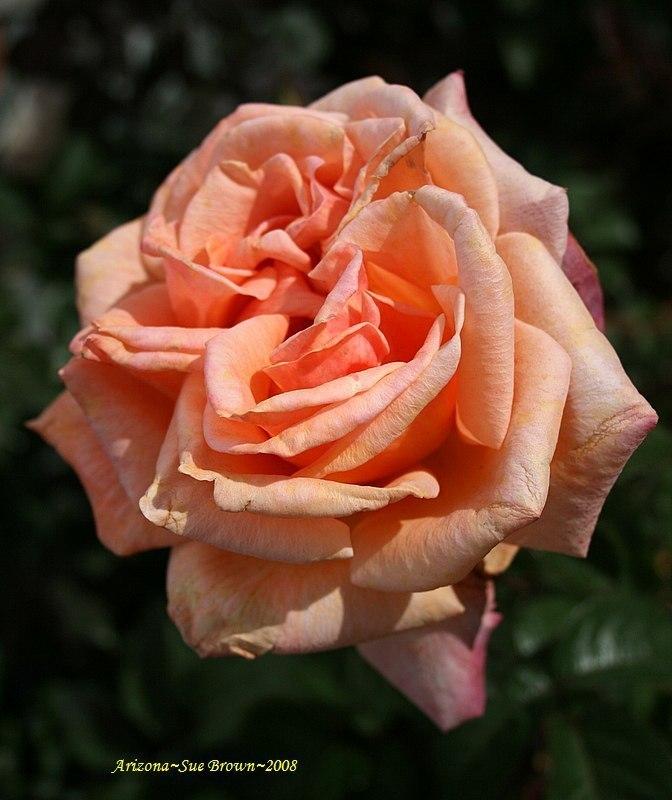 Photo of Rose (Rosa 'Arizona') uploaded by Calif_Sue