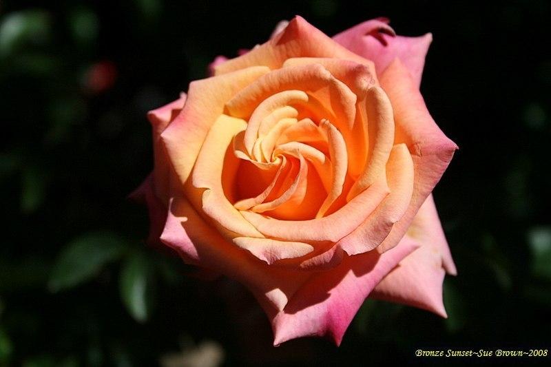 Photo of Rose (Rosa 'Bronze Sunset') uploaded by Calif_Sue