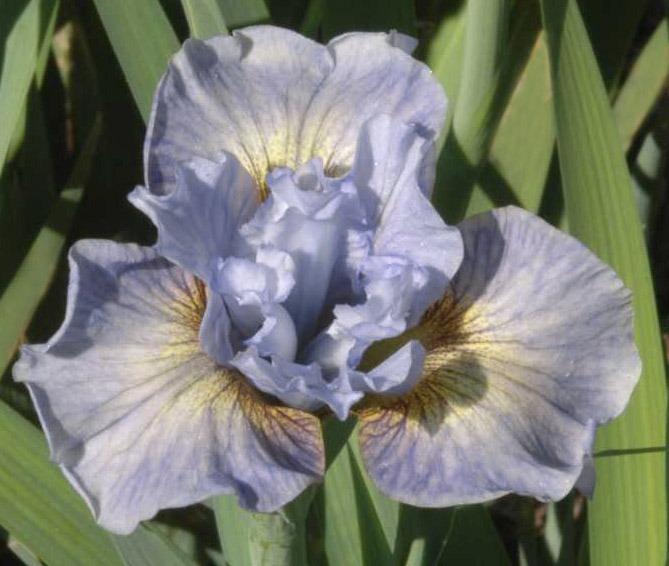 Photo of Siberian Iris (Iris 'Sea of Dreams') uploaded by Calif_Sue