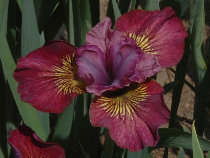 Photo of Siberian Iris (Iris 'Pomegranate Punch') uploaded by Calif_Sue