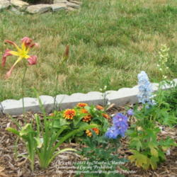 Location: My garden in Kentucky
Date: 2006-07-10