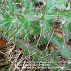 Location: zone 8/9 Lake City, Fl.
Date: 2011-12-21
closeup of thorns