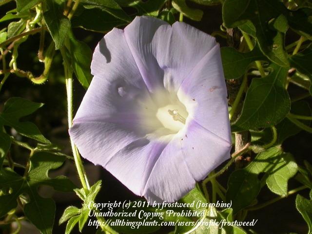 Photo of Lindheimer's Morning Glory (Ipomoea lindheimeri) uploaded by frostweed
